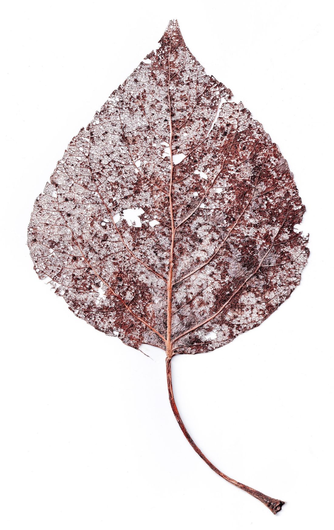 Atrophische Blattstruktur, Scan, Druck auf Baumwollpapier, 172 x 100 cm